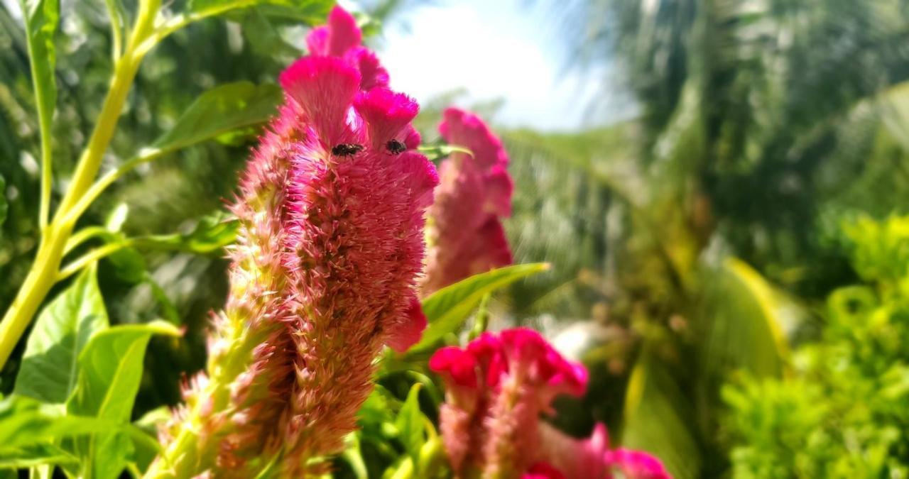 Layla Guesthouse Puerto Morelos Zewnętrze zdjęcie